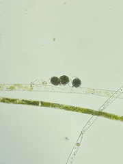 Vaucheria fontinalis