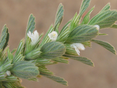 Leucas neuflizeana