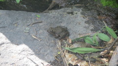 Lithobates montezumae
