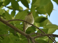 Phylloscopus trochiloides