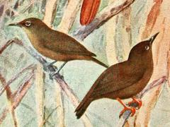 Teardrop White-Eye photo 2