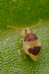 Deuterosminthurus bicinctus