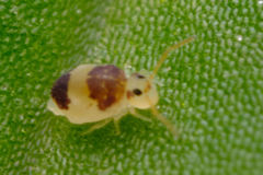 Deuterosminthurus bicinctus