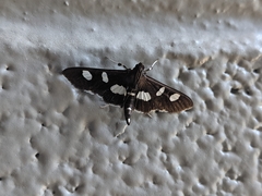 Desmia funeralis