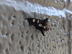 Desmia funeralis