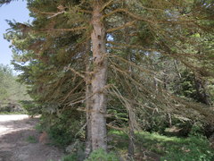 Abies nordmanniana