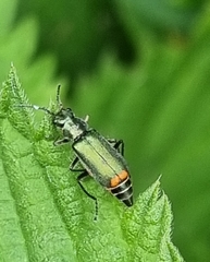 Cordylepherus viridis