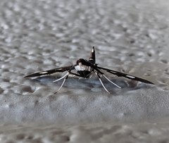 Desmia funeralis