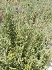 Cercopoidea