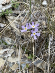 Primula mistassinica