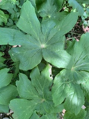 Podophyllum
