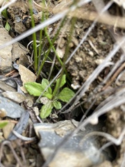 Primula mistassinica