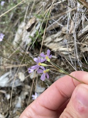 Primula mistassinica