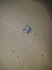 Prionotheca coronata