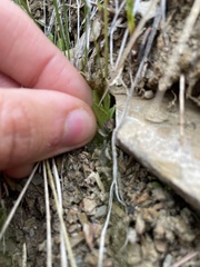 Primula mistassinica