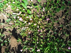 Convolvulus arvensis