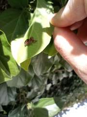 Phidippus audax