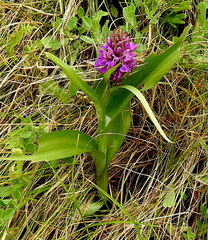 Dactylorhiza purpurella