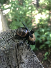 Cuterebra abdominalis