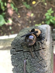 Cuterebra abdominalis