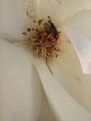 Scarabaeidae