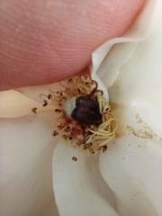 Scarabaeidae