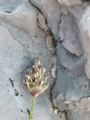 Sesleria sphaerocephala