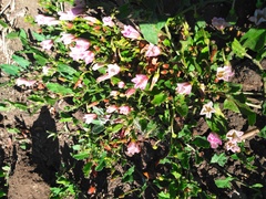 Convolvulus arvensis