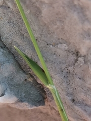Sesleria sphaerocephala