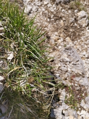 Sesleria sphaerocephala