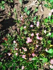 Convolvulus arvensis