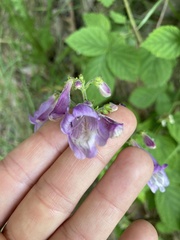 Penstemon calycosus