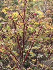 Vaccinium alaskaense