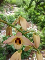 Dendrobium moschatum