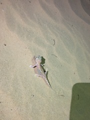 Stenodactylus doriae