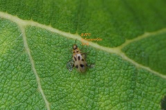 Systena nigroplagiata
