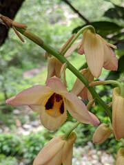 Dendrobium moschatum