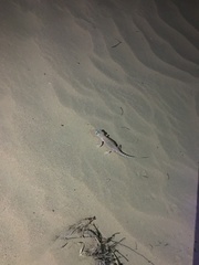 Stenodactylus doriae