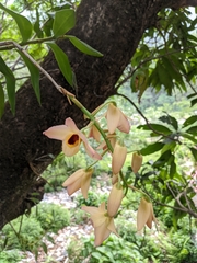 Dendrobium moschatum