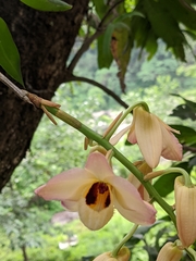 Dendrobium moschatum