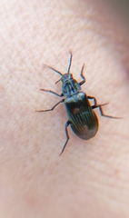 Melandrya dubia