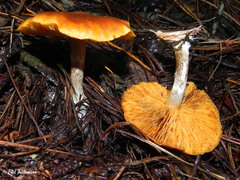 Gymnopilus sapineus
