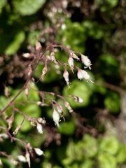 Heuchera longipetala orizabensis