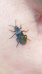 Melandrya dubia