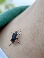 Melandrya dubia
