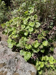 Heuchera longipetala orizabensis