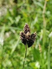 Carex atrata