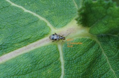 Systena nigroplagiata