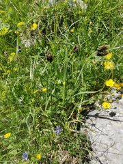 Carex atrata