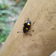 Eumorphus quadriguttatus